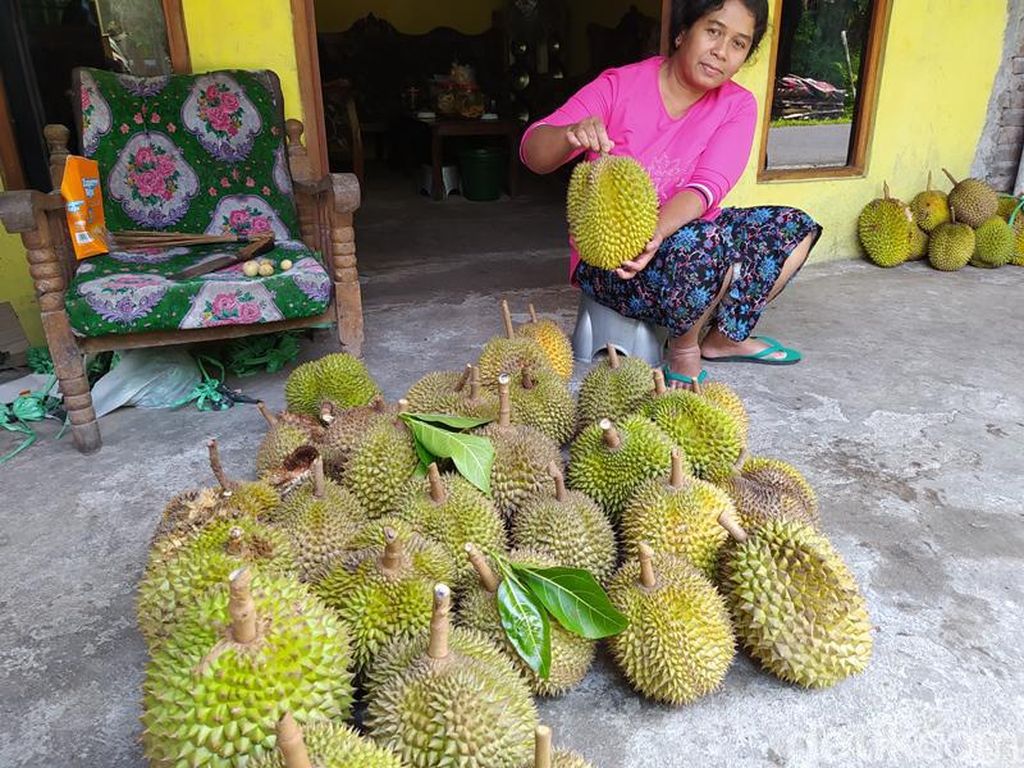 Curah Hujan Tinggi, Hasil Panen Durian Candimulyo Berkurang Curah Hujan Tinggi, Hasil Panen Durian Candimulyo Berkurang
