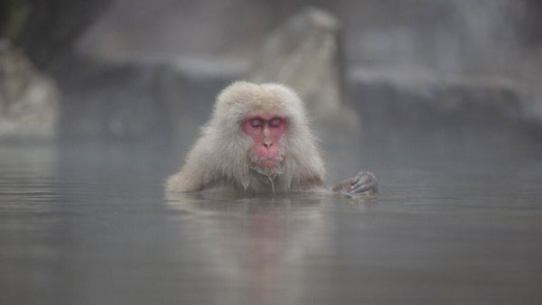 Aksi Lucu Saat Monyet Salju Berendam Air Panas