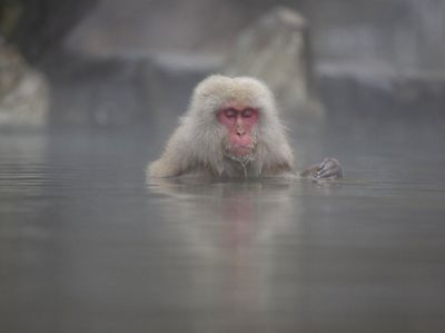 Aksi Lucu Saat Monyet Salju Berendam Air Panas