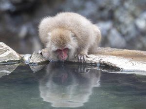Monyet di Yamaguchi Jepang Menggila hingga Serang Puluhan Warga