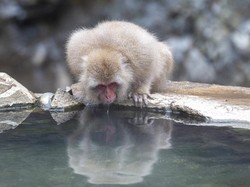 Monyet di Yamaguchi Jepang Menggila hingga Serang Puluhan Warga