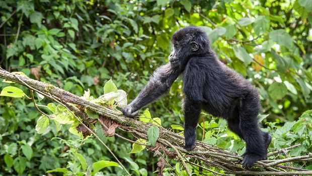 Eastern Lowland Gorilla (gorilla beringei graueri) playing the green jungle. Location: Kahuzi Biega National Park, South Kivu, DR Congo, Africa. Shot in wildlife.