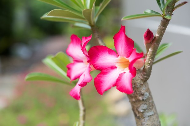 merawat tanaman hias adenium