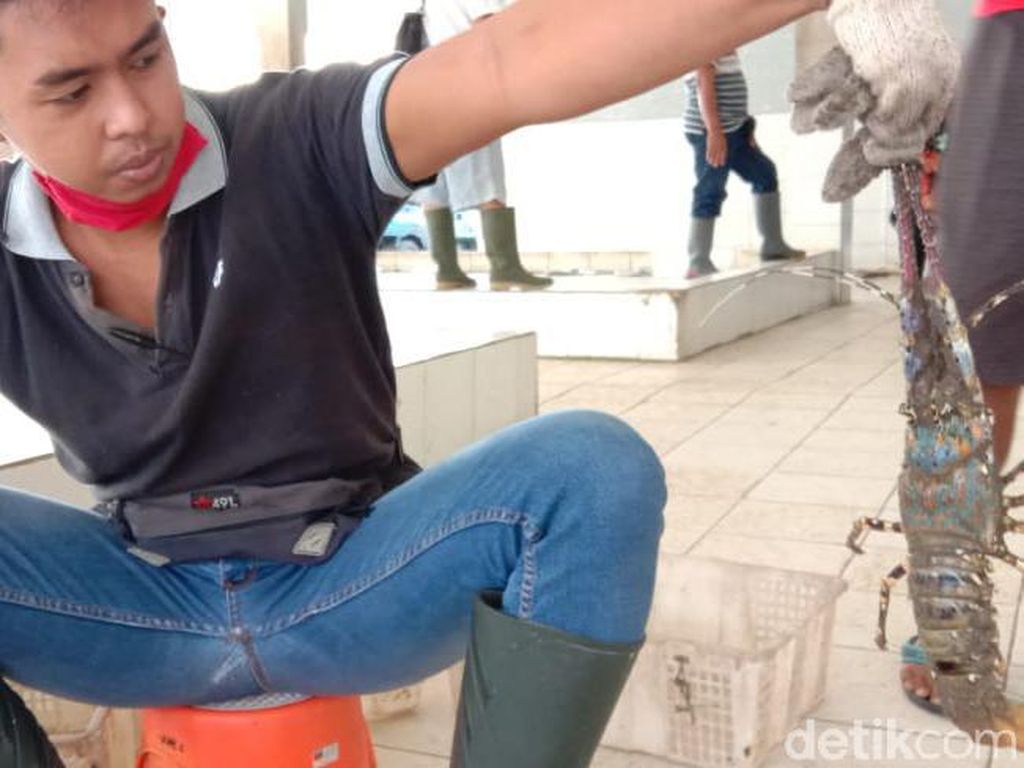 Lobster di Perairan Pangandaran Berkurang, Hasil Tangkapan Nelayan Anjlok Lobster di Perairan Pangandaran Berkurang, Hasil Tangkapan Nelayan Anjlok