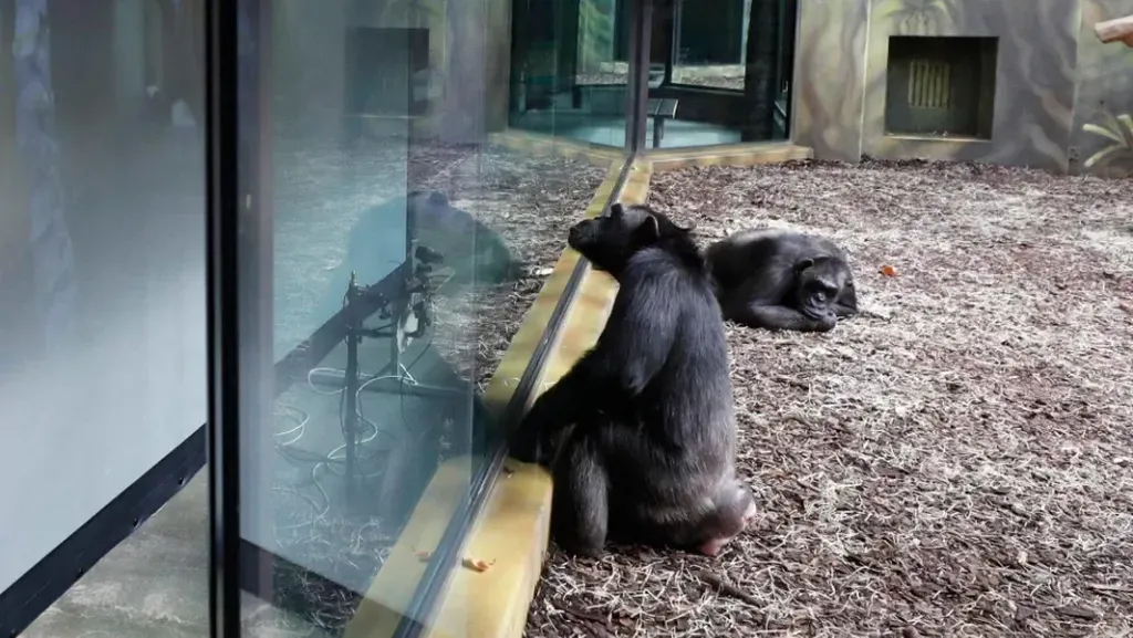 Foto: Simpanse yang Lagi Asyik Virtual Meeting
