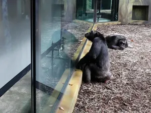 Foto: Simpanse yang Lagi Asyik Virtual Meeting