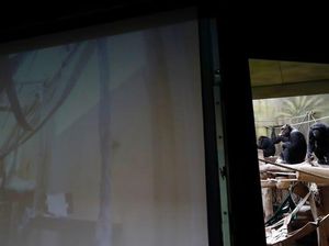 Nggak Mau Kalah, Para Simpanse Ini Juga Hobi Virtual Meeting