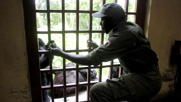 A Congolese ranger gestures attends to an orphaned baby mountain gorilla at the Senkwekwe centre in Rumangabo in the Virunga National Park in the East of the Democratic Republic of Congo on September 10, 2016. AFP PHOTO/CHARLY KASEREKA (Photo by CHARLY KASEREKA / AFP)