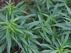 Tasmania Akan Perbolehkan Dokter Umum Resepkan Ganja Obat Mulai 1 Juli