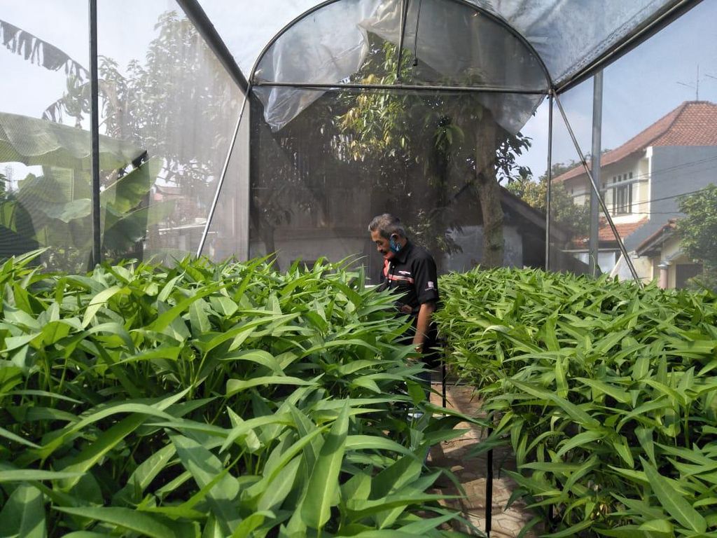 Cerita Sukses Warga Bandung Kembangkan Urban Farming