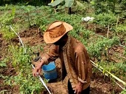 Kades di Bekasi Ungkap Manfaat Kampung Tangguh untuk Hasil Kebun