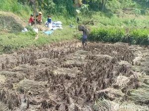 Sawah Rusak Diterjang Banjir, Petani Magetan Panen Padi Lebih Awal