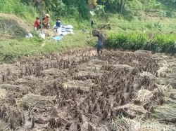 Sawah Rusak Diterjang Banjir, Petani Magetan Panen Padi Lebih Awal