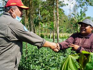 Kementan Prediksi Harga Cabai Akan Turun Saat Ramadhan