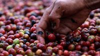 Eksistensi Petani Kopi Arabika Gayo Kala Pandemi