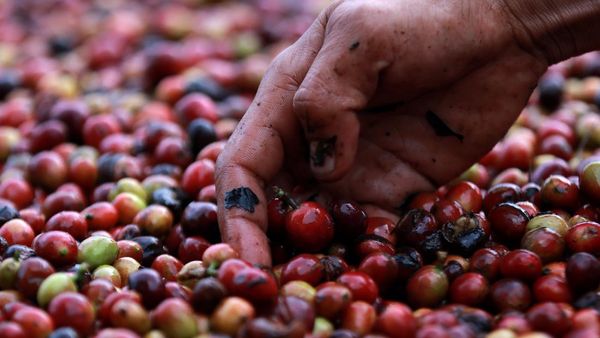 Eksistensi Petani Kopi Arabika Gayo Kala Pandemi