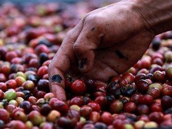 Kopi RI Diborong AS hingga Belgia, Ekspornya Mau Digeber Pakai Cara Ini