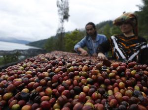 Biji Kopi di Masa Depan Diprediksi Bakal Langka, Ada Apa Nih?