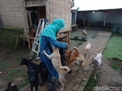 Kisah Hesti Wanita Bercadar Rawat 70 Anjing Liar hingga Berujung Polemik
