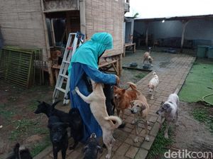 Warga Tenjolaya Merasa Resah soal Puluhan Anjing yang Dipelihara Hesti Warga Tenjolaya Merasa Resah soal Puluhan Anjing yang Dipelihara Hesti