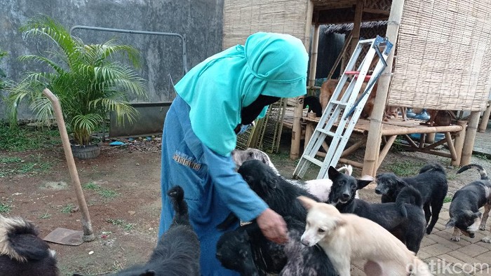 Hesti Sutrisno, wanita bercadar yang tampung puluhan anjing liar (Sachril Agustin Berutu/detikcom).