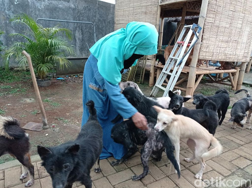 Pemkab Bogor Sarankan Hesti Wanita Bercadar Kurangi Anjingnya, Ini Alasannya