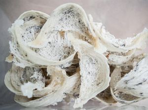 4 Perusahaan Sarang Burung Walet Disanksi Setop Ekspor Gegara Ini