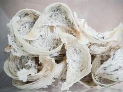 4 Perusahaan Sarang Burung Walet Disanksi Setop Ekspor Gegara Ini