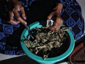 Warga Desa Lempuyang Demak Sulap Daun Jambu Jadi Teh