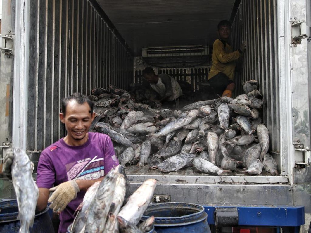 Putaran Transaksi di Sentra Pengasapan Ikan Capai Ratusan Juta/Hari