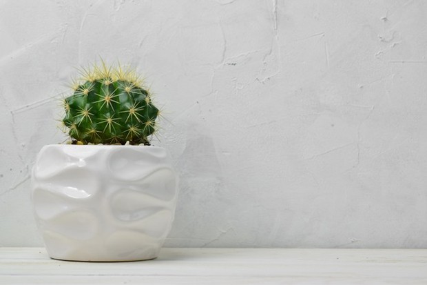 Kaktus Tidak Membutuhkan Banyak Air/ Foto: freepik.com Kaktus