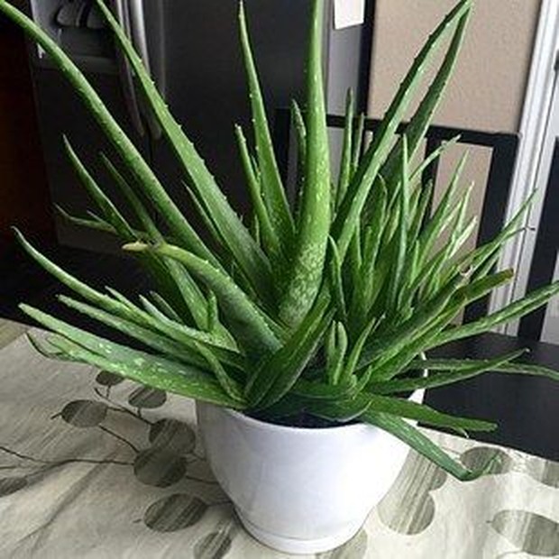 Lidah Buaya dalam Ruangan/ Foto: pinterest.com/buzzfeed.com aloe vera