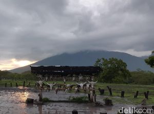 Sudah Tahu? Ini Tempat Terbaik Melihat Taman Nasional Baluran Sudah Tahu? Ini Tempat Terbaik Melihat Taman Nasional Baluran