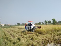 Selain Petani, Komisi B DPRD Lamongan Juga Tolak Rencana Impor Beras