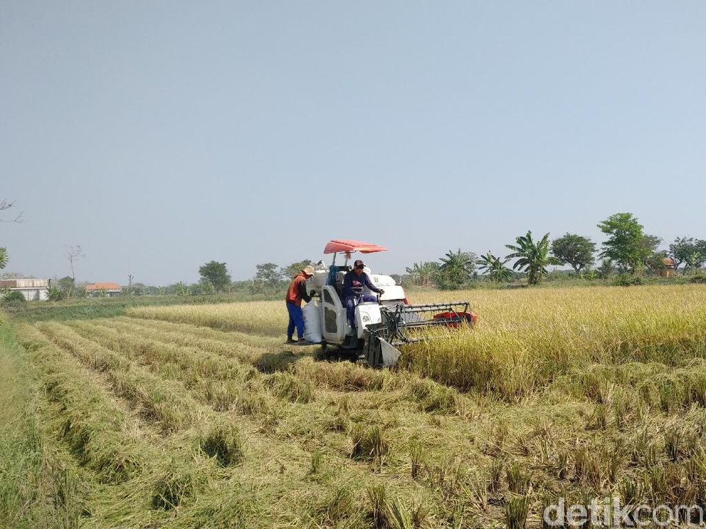 RI Berencana Impor Beras, Panen di Jatim Bulan Ini Surplus 1,1 Juta Ton RI Berencana Impor Beras, Panen di Jatim Bulan Ini Surplus 1,1 Juta Ton