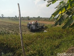 Harga Gabah Murah, Petani Keluhkan Kebijakan Pemerintah Impor Beras
