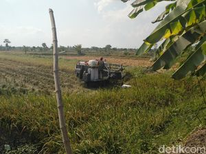 Harga Gabah Murah, Petani Keluhkan Kebijakan Pemerintah Impor Beras Harga Gabah Murah, Petani Keluhkan Kebijakan Pemerintah Impor Beras