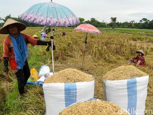 Pertentangan Panas Harga Gabah dan Beras Bapanas