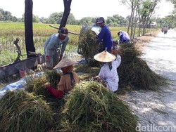 Petani di Bojonegoro Merugi Gara-gara Harga Gabah, Pemerintah Kok Impor Beras