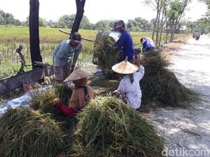 Petani di Bojonegoro Merugi Gara-gara Harga Gabah, Pemerintah Kok Impor Beras Petani di Bojonegoro Merugi Gara-gara Harga Gabah, Pemerintah Kok Impor Beras