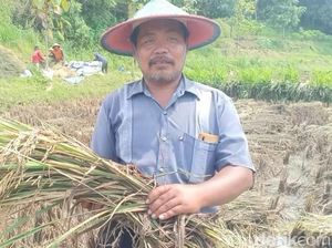 Petani di Ngawi dan Magetan Resah dengan Rencana Pemerintah Impor Beras