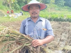 Petani di Ngawi dan Magetan Resah dengan Rencana Pemerintah Impor Beras