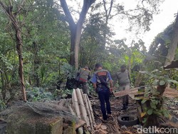 Ulat Bulu Teror Warga Surabaya, Bikin Anak Kecil Gatal-gatal