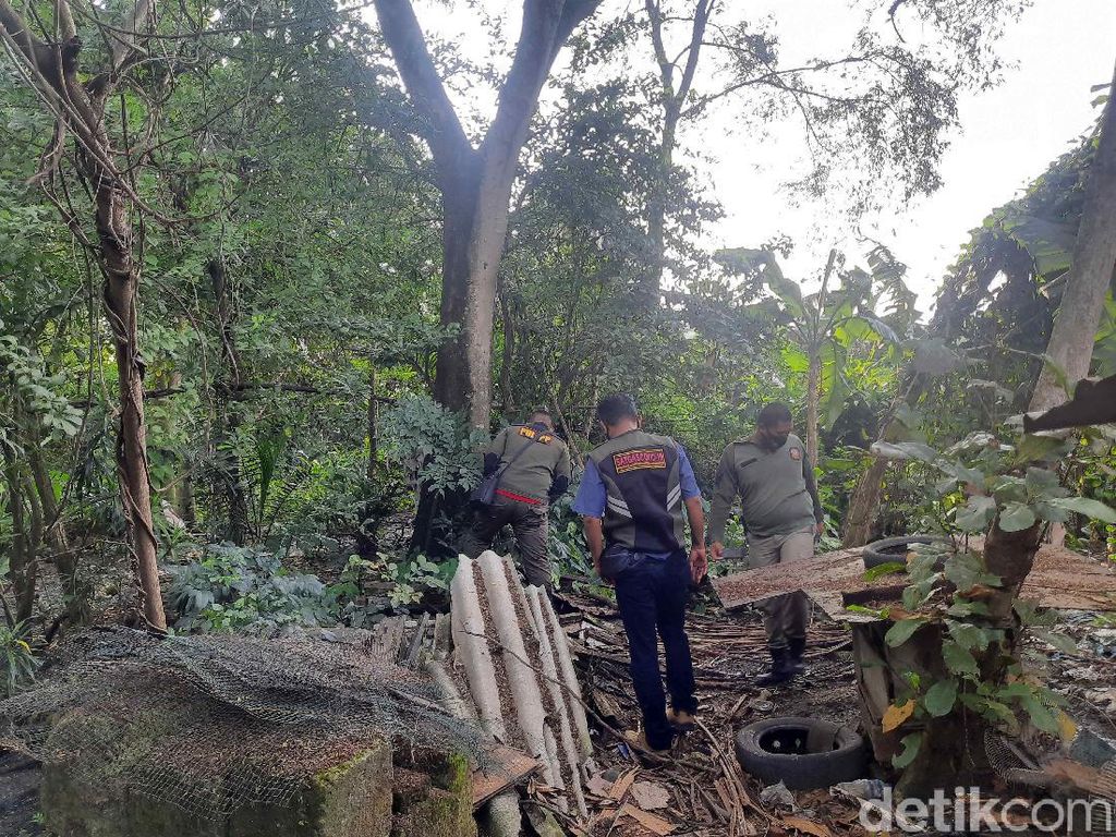 Ulat Bulu Teror Warga Surabaya, Bikin Anak Kecil Gatal-gatal Ulat Bulu Teror Warga Surabaya, Bikin Anak Kecil Gatal-gatal
