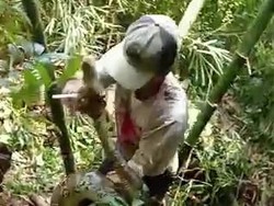 Hii! Ular Piton 6 Meter Nongol dari Rumpun Bambu di Sragen