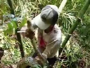 Hii! Ular Piton 6 Meter Nongol dari Rumpun Bambu di Sragen Hii! Ular Piton 6 Meter Nongol dari Rumpun Bambu di Sragen