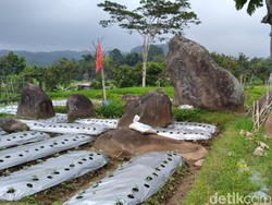 Menilik Ratusan Batu Menhir di Areal Persawahan Karanganyar