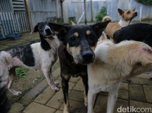 Bersedih Mirip Manusia, Anjing Pun Berduka Saat Sohibnya Mati
