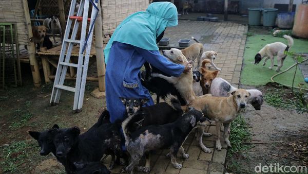 Melihat Lebih dekat Hesti Wanita Bercadar dan Puluhan Anjingnya