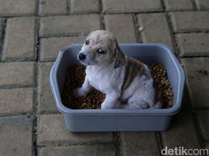 Tata Cara Menghilangkan Najis dari Anjing
